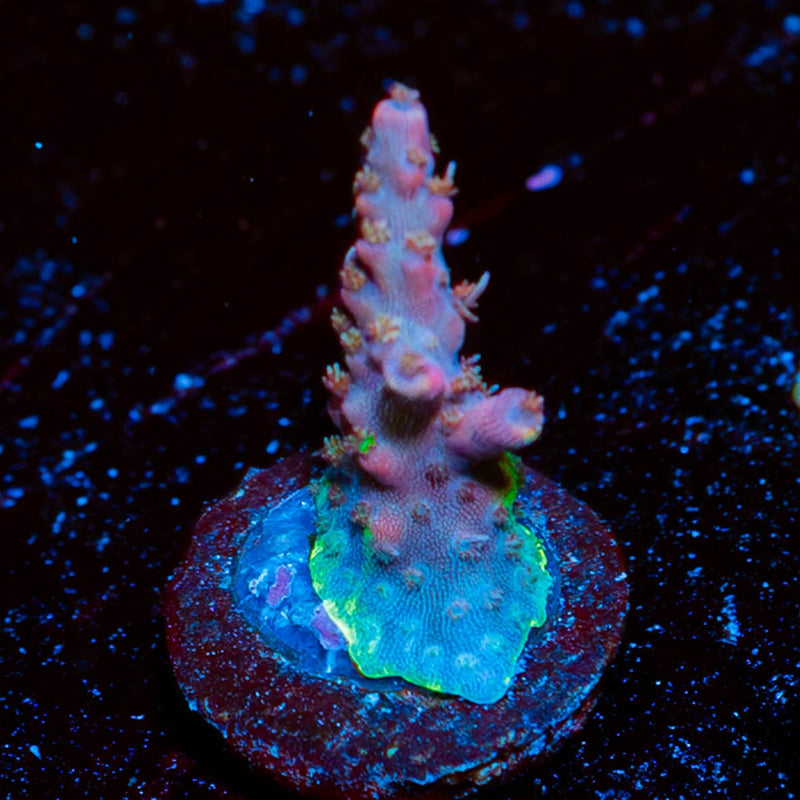 Purple Haze Acropora