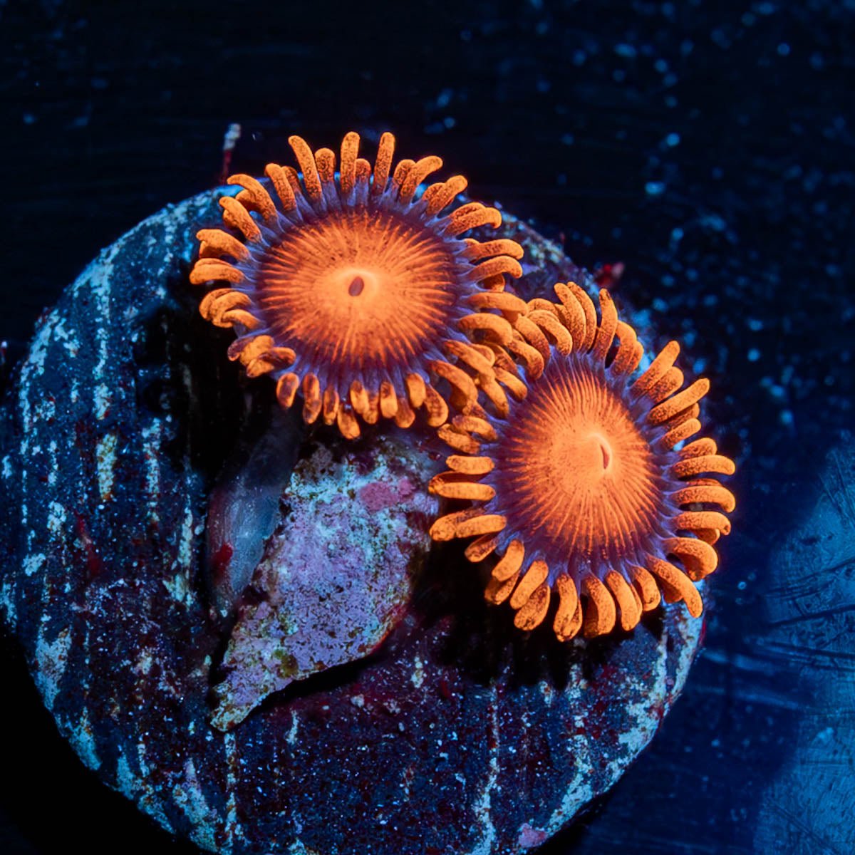 Orange Bam Bam Zoanthid - riptide aquaculture llc