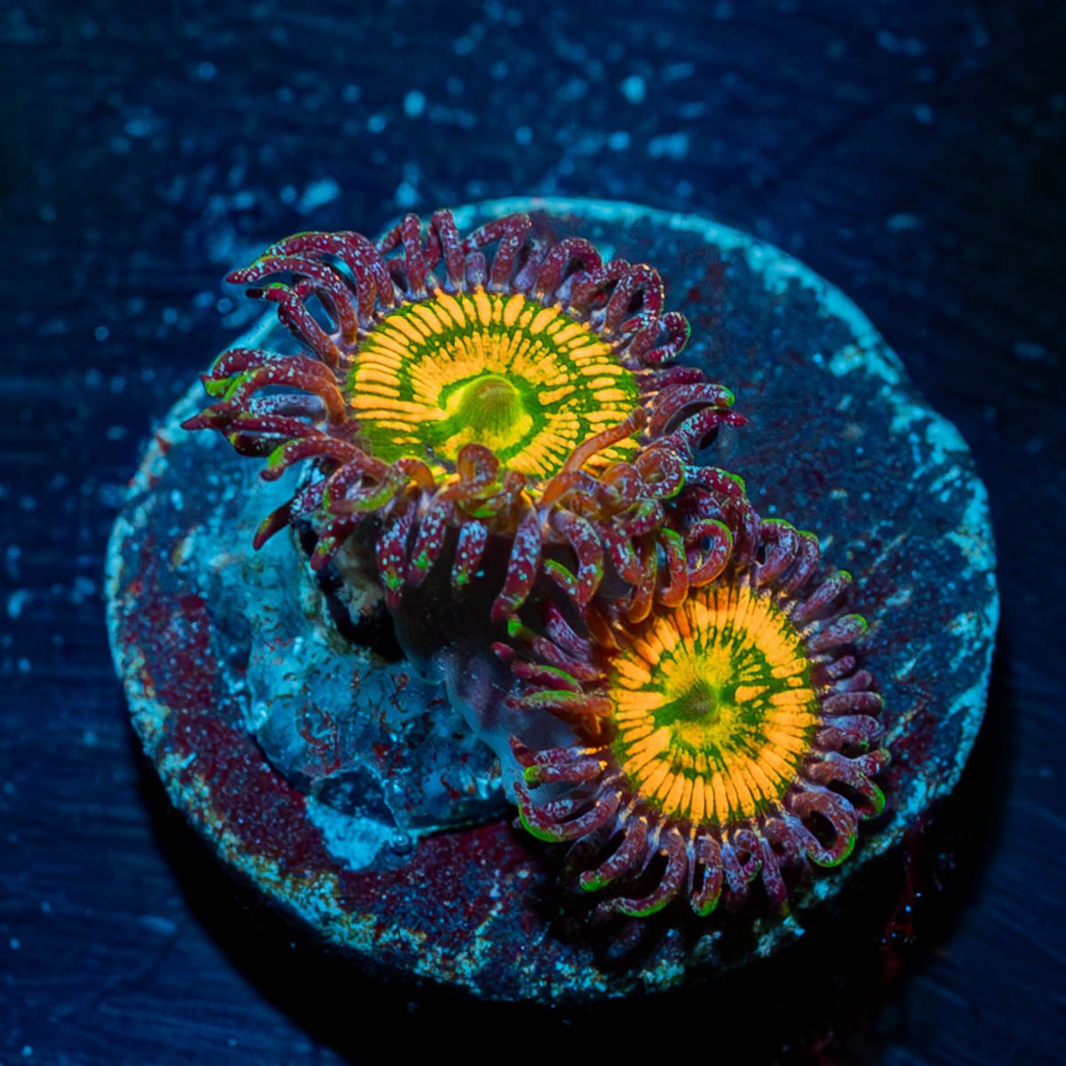 Sunny D Zoanthid - riptide aquaculture llc