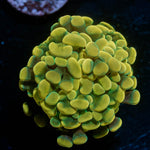 Assorted Hammer - riptide aquaculture llc
