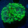 Splatter Hammer - riptide aquaculture llc