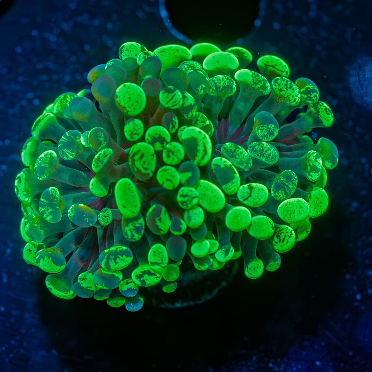 Splatter Hammer - riptide aquaculture llc