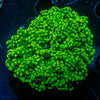 Neon Green Octospawn Euphyllia - riptide aquaculture llc