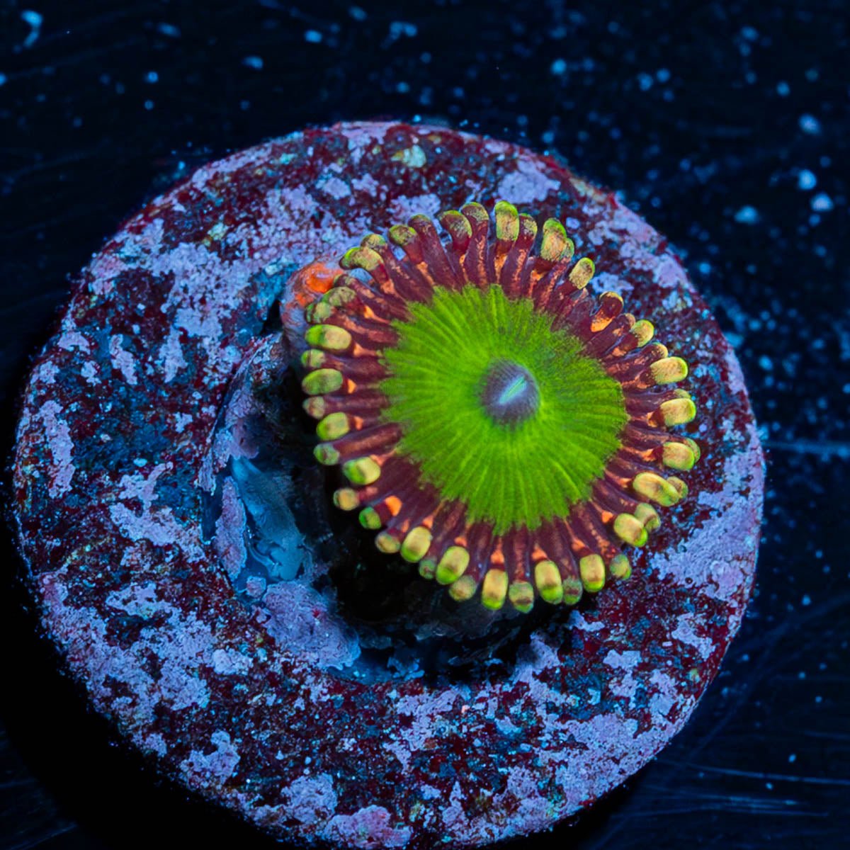 Candy Apple Green Zoanthid - riptide aquaculture llc