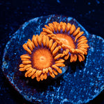 Orange Bam Bam Zoanthid - riptide aquaculture llc
