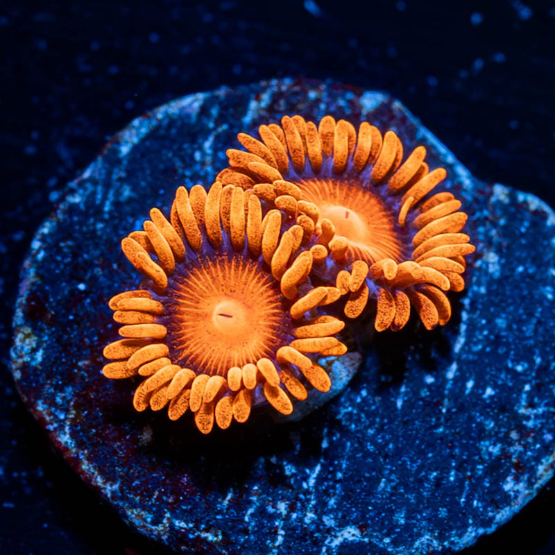 Orange Bam Bam Zoanthid