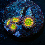 Funny D's Zoanthid - riptide aquaculture llc