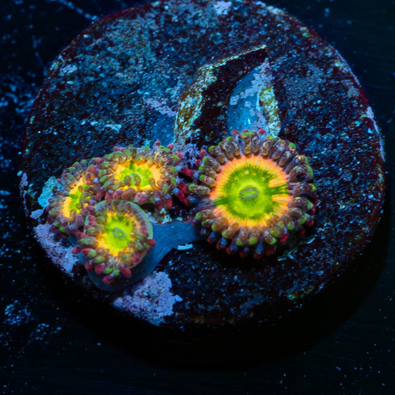 Funny D's Zoanthid