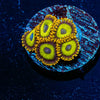 Fruit Boots Zoanthid - riptide aquaculture llc