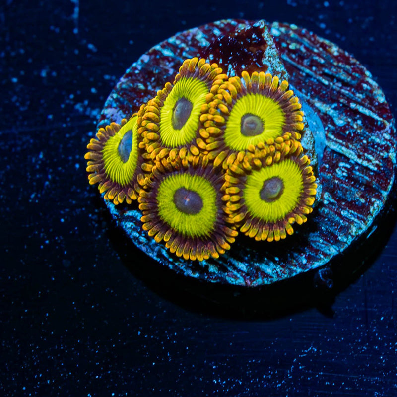 Fruit Boots Zoanthid