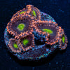 Bombshell Zoanthid - riptide aquaculture llc