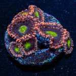 Bombshell Zoanthid - riptide aquaculture llc