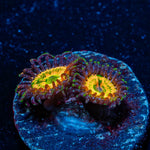 Sunny D Zoanthid - riptide aquaculture llc