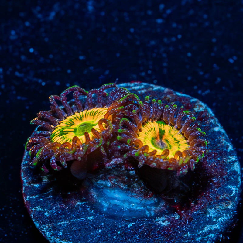 Sunny D Zoanthid