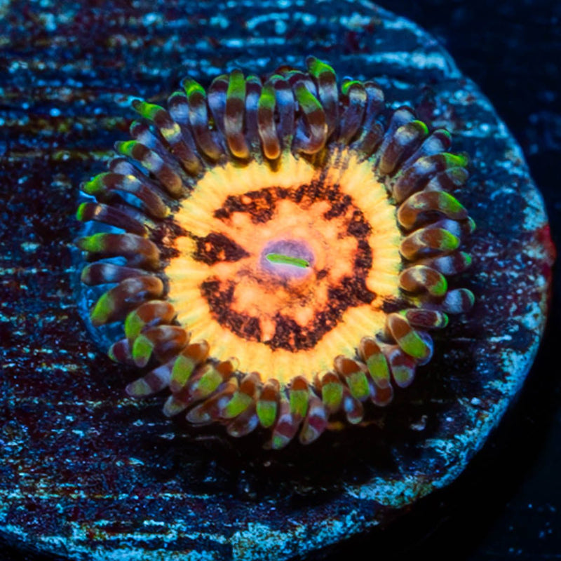 Valkyries Zoanthid