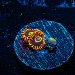 Rainbow hornets Zoanthid - riptide aquaculture llc