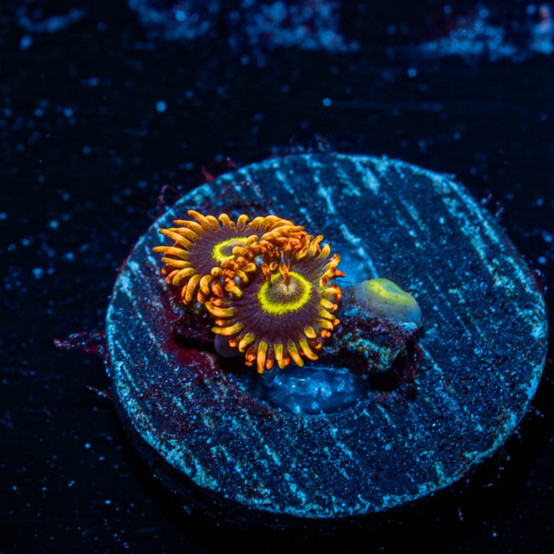 Rainbow hornets Zoanthid