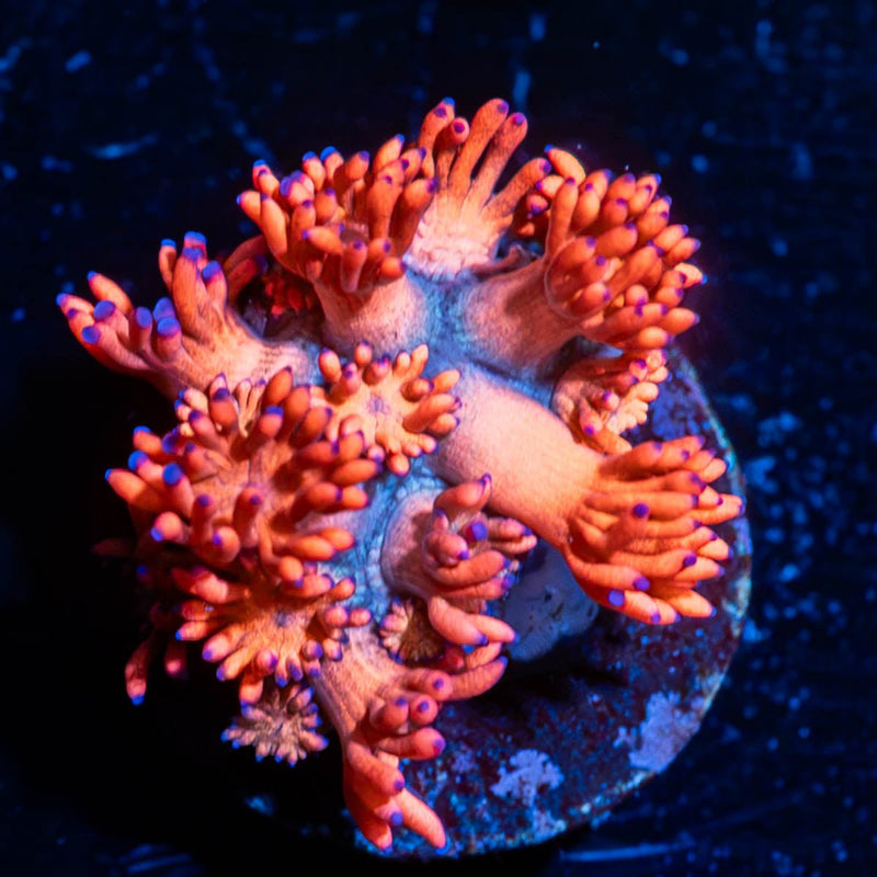 Red Bull Goniopora