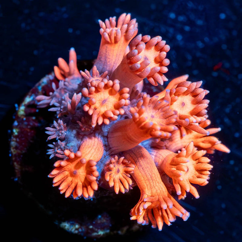 Red Bull Goniopora