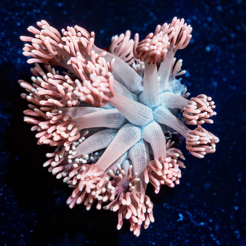 Hunch Punch Goniopora