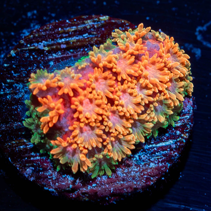 WWC Laffy Taffy Bernardpora