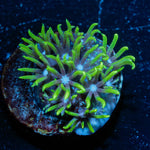 Green Star Polyps - riptide aquaculture llc
