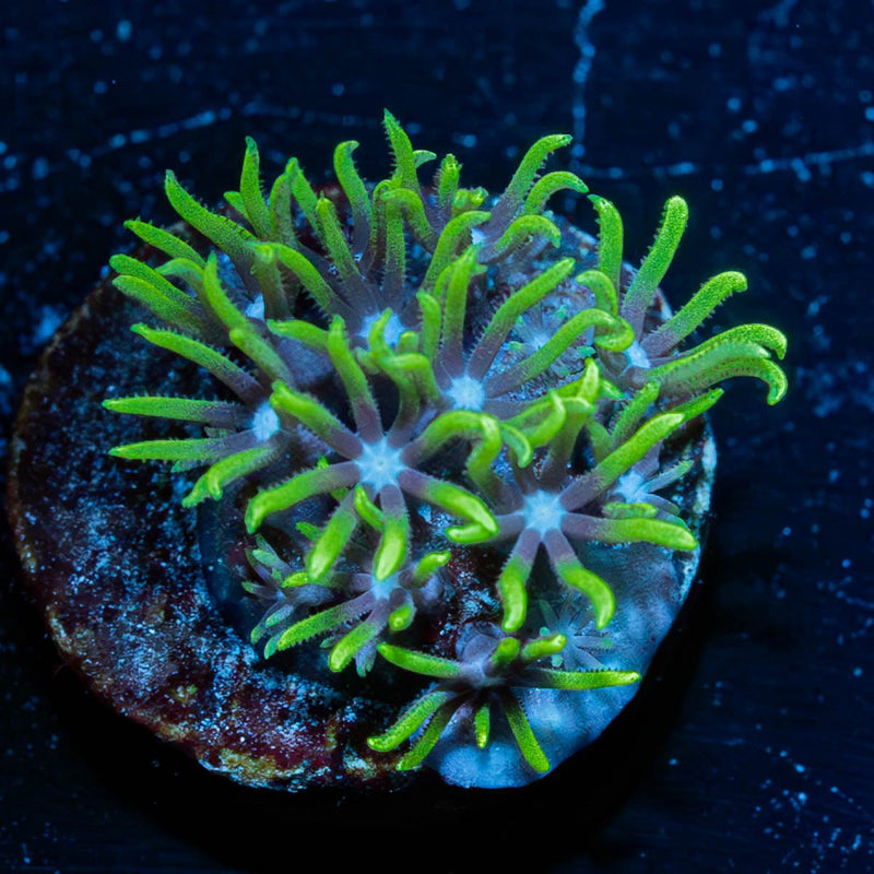 Green Star Polyps