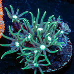 Green Star Polyps - riptide aquaculture llc