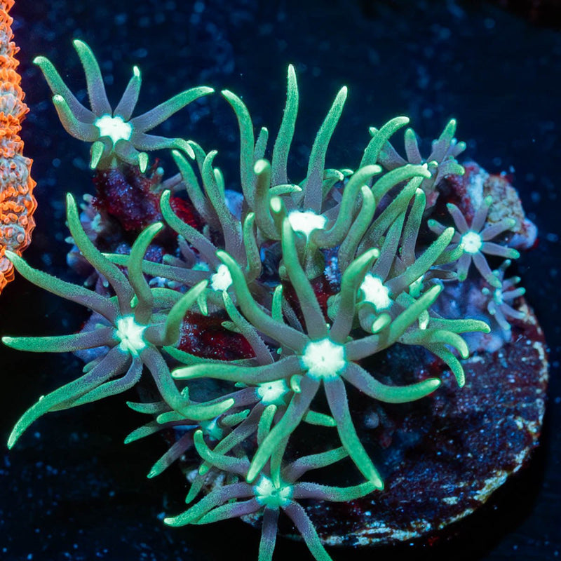 Green Star Polyps