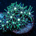 Green Star Polyps - riptide aquaculture llc
