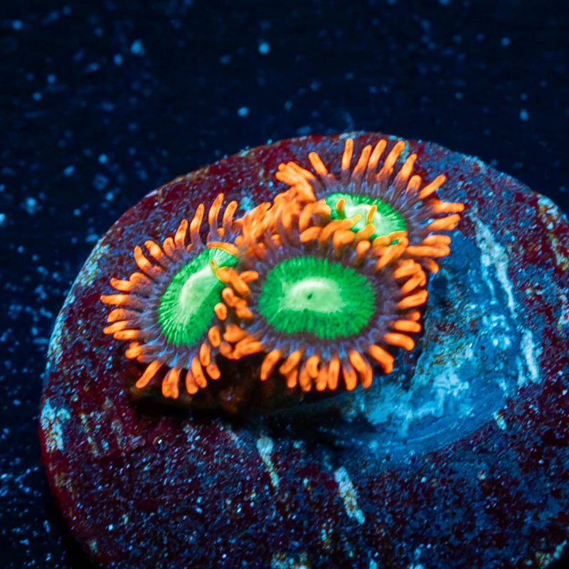 goblins On Fire Zoanthid