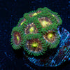 Laser Lemon - riptide aquaculture llc