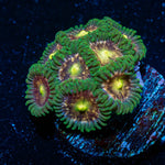 Laser Lemon - riptide aquaculture llc
