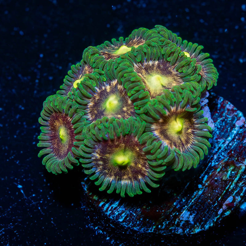 Laser Lemon
