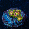 KamikaZe Zoanthid - riptide aquaculture llc