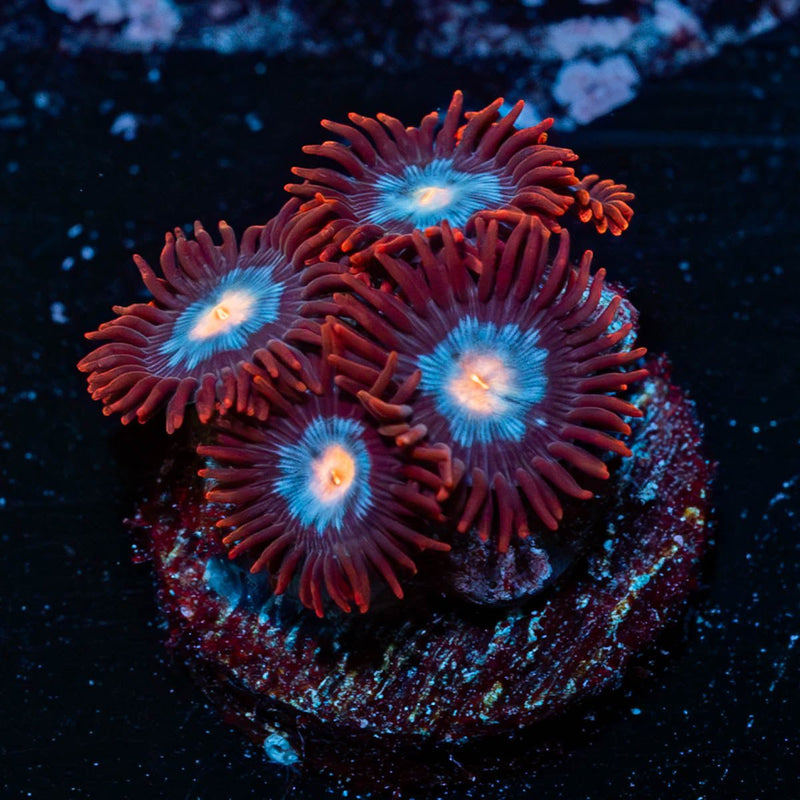 Stitches Zoanthid