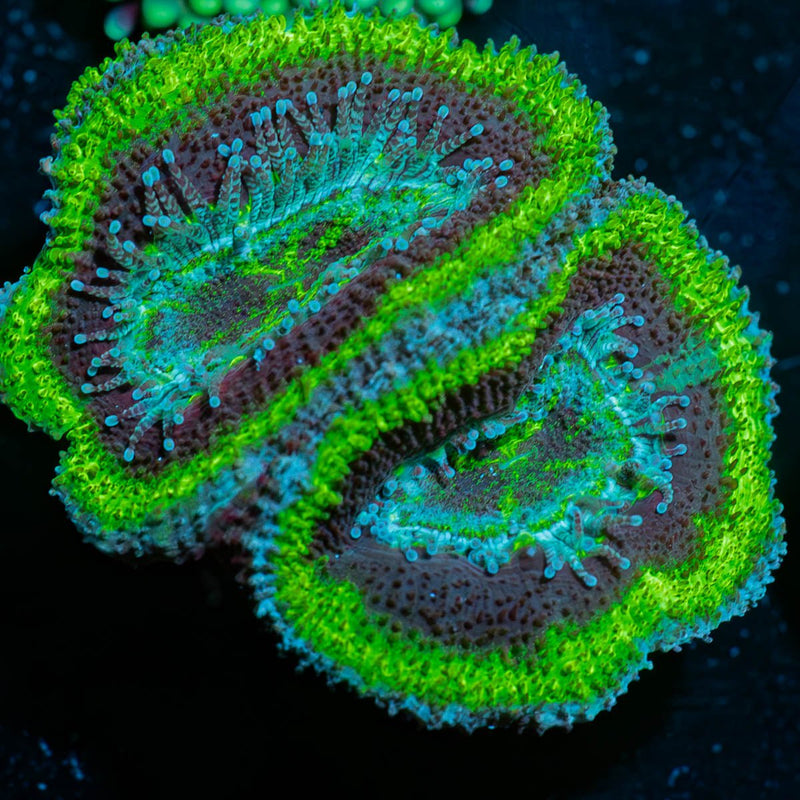 Acan / Micromussa