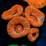 Acan / Micromussa - riptide aquaculture llc