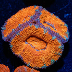 Acan / Micromussa - riptide aquaculture llc