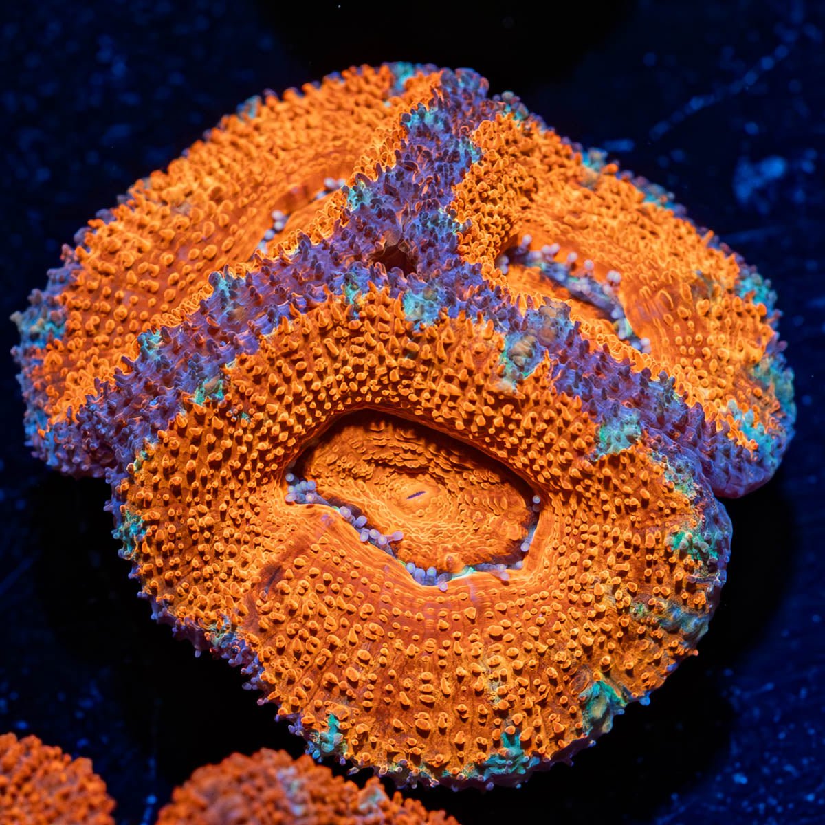 Acan / Micromussa - riptide aquaculture llc
