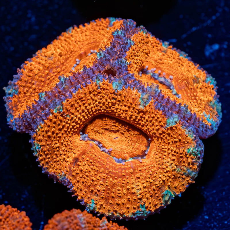 Acan / Micromussa