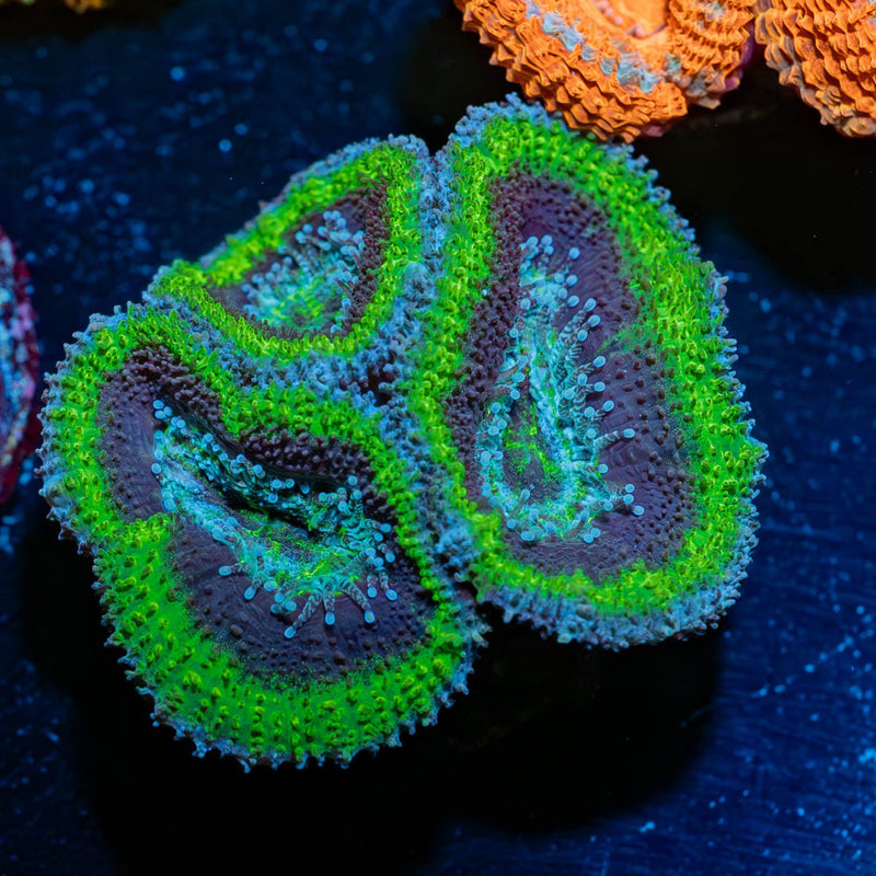 Acan / Micromussa