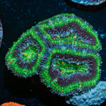 Acan / Micromussa - riptide aquaculture llc