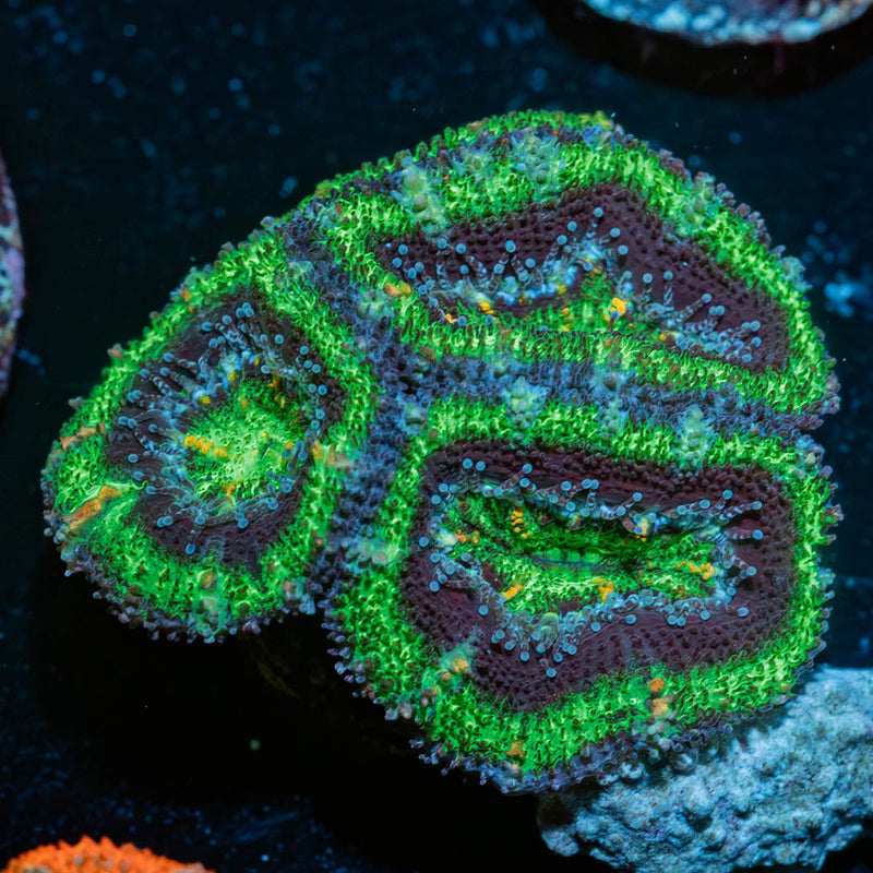 Acan / Micromussa