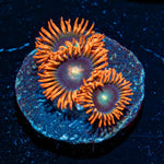 Punk Rocker Zoanthid - riptide aquaculture llc
