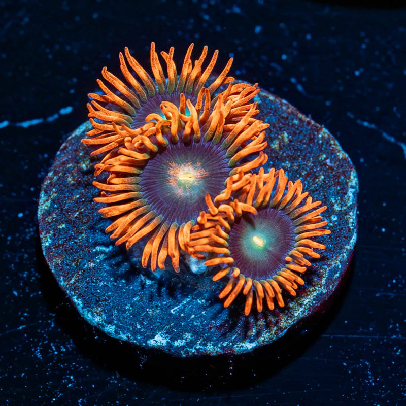Punk Rocker Zoanthid
