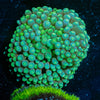 Florida Ricordea Mushroom - riptide aquaculture llc