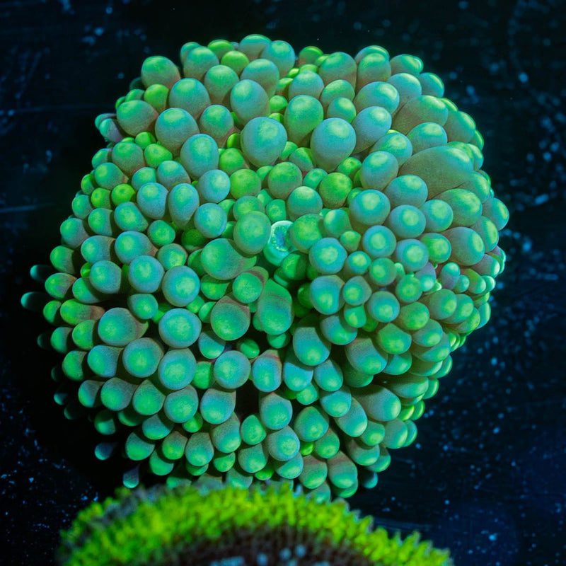 Florida Ricordea Mushroom