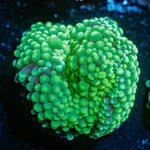 Florida Ricordea Mushroom - riptide aquaculture llc
