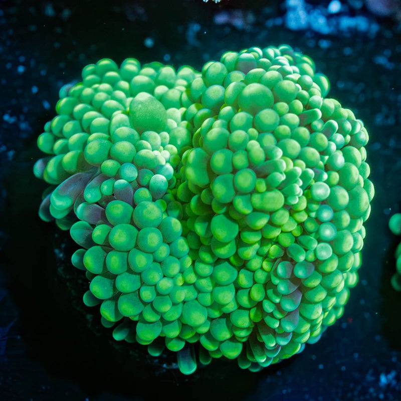 Florida Ricordea Mushroom